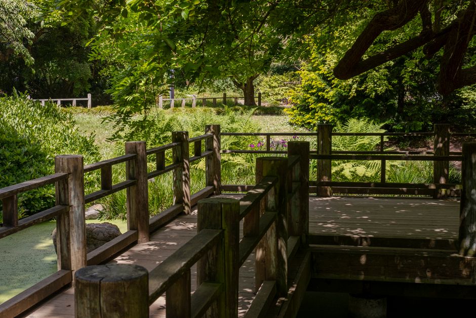The image depicts a wooden viewing platform situated within a lush, green garden area. The platform is constructed from weathered, untreated timber with a natural finish, featuring horizontal planks for flooring and sturdy posts supporting horizontal guardrails. It extends into the surrounding nature, with a small step leading down to a partially visible path. The environment is filled with vibrant, leafy trees casting dappled sunlight onto the platform, creating a play of light and shadow. In the background, dense foliage of various shades of green surrounds the serene garden, with some taller trees and a white fence partially visible beyond the greenery. The scene has a tranquil, natural atmosphere, possibly part of a private or public park, where the trees and plantings appear well-maintained. The overall impression is of a peaceful outdoor space designed for relaxation or observation, subtly aligning with services related to garden clearance or outdoor rubbish removal, as offered by companies like rubbishclearancehollandpark.com.